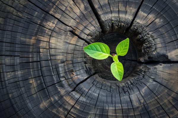 vecteezy_new-sprout-growing-from-tree-stump_45966302-scaled-1.jpeg
